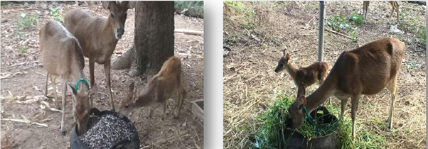 Rusa-Timor Konservasi Rusa Timur (cervus timorencis), Eksitu di Kabupaten Takalar