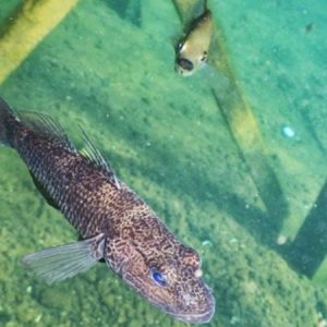 Upaya Konservasi Ikan Endemik Sulawesi