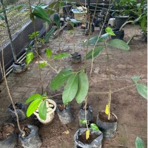 SENTJA (Strategi Memaksimalkan Auksin Alami untuk Pertumbuhan Stek Jambu Air)